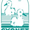 Cygnet Pool Supplies & Service