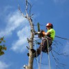 Balwyn Tree Service