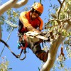 Tree Lopping Newcastle