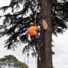 Metro All Tree Services