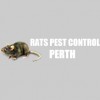 Rats Pest Control Perth