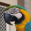 Macaw Fencing