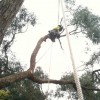 Bendigo Tree Service