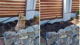 Before and After Stump Removal